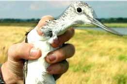 In-hand photograph of a Greenshank