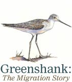 Greenshank The Migration Story logo