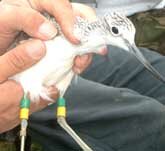 Picture of a colour-ringed Greenshank in-hand