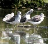 Picture of four wading Greenshanks