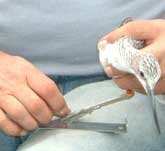 Picture of someone taking Greenshank measurements during a catch