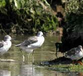 Picture of wading Greenshanks