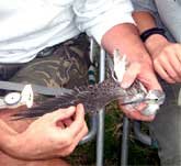 Picture of someone measuring the wingspan of a Greenshank