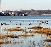 Picture of the view across Chichester Harbour