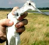Picture of a Greenshank in-hand