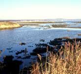 Picture of intertidal habitat in Chichester Harbour