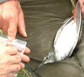 Picture of Greenshank being ringed