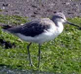 Picture of a Greenshank on the shore