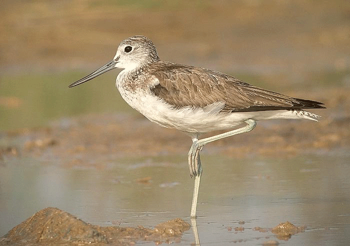 Greenshank observed in Ouessant, France